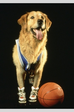 Buddy/Air-Bud