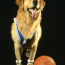 Buddy/Air-Bud