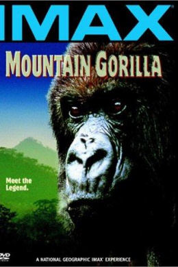 Mountain Gorilla