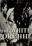 The White Orchid