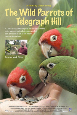 The Wild Parrots of Telegraph Hill