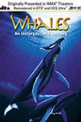 Whales: An Unforgettable Journey