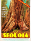 Sequoia