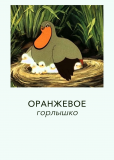 Оранжевое горлышко
