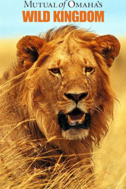 Mutual of Omaha&#039;s Wild Kingdom (сериал)