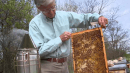 Queen of the Sun: What Are the Bees Telling Us? (2010) - Official Trailer [HD]