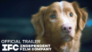 Good Boy - Official Trailer | HD | IFC Films