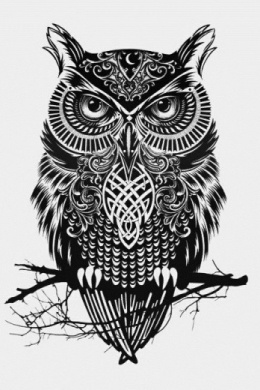 Black_owl