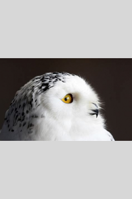 SnowyOwl