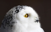 SnowyOwl